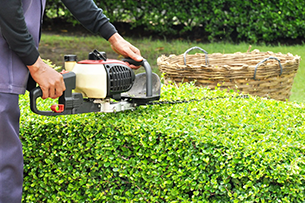 Bush and hedge trimming