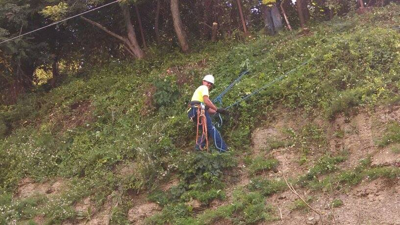 Tree trimming services