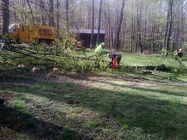 Tree removal and land clearing