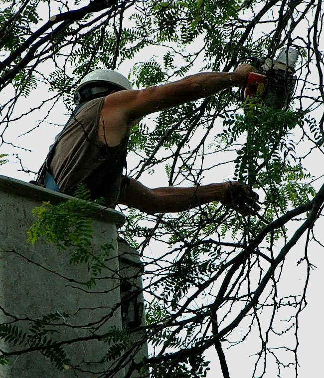 Tree trimming services