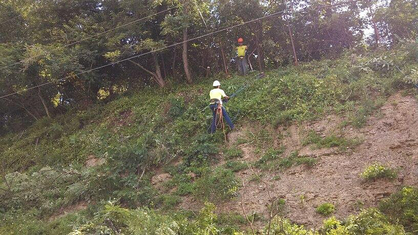 Tree trimming services