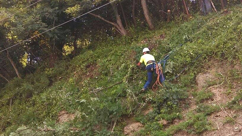 Tree trimming services