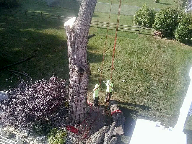 Tree trimming services