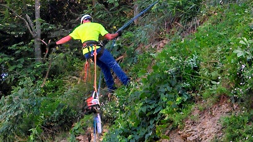 Tree trimming services