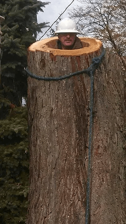 Tree removal and land clearing