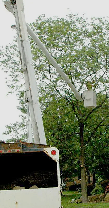 Tree trimming services