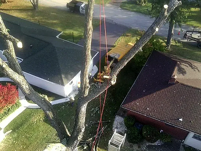 Tree trimming services