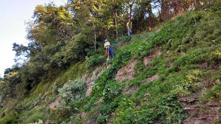 Tree trimming services