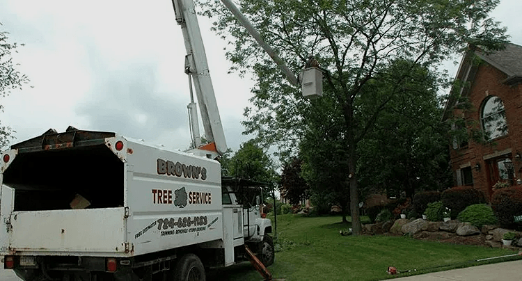 Tree trimming services
