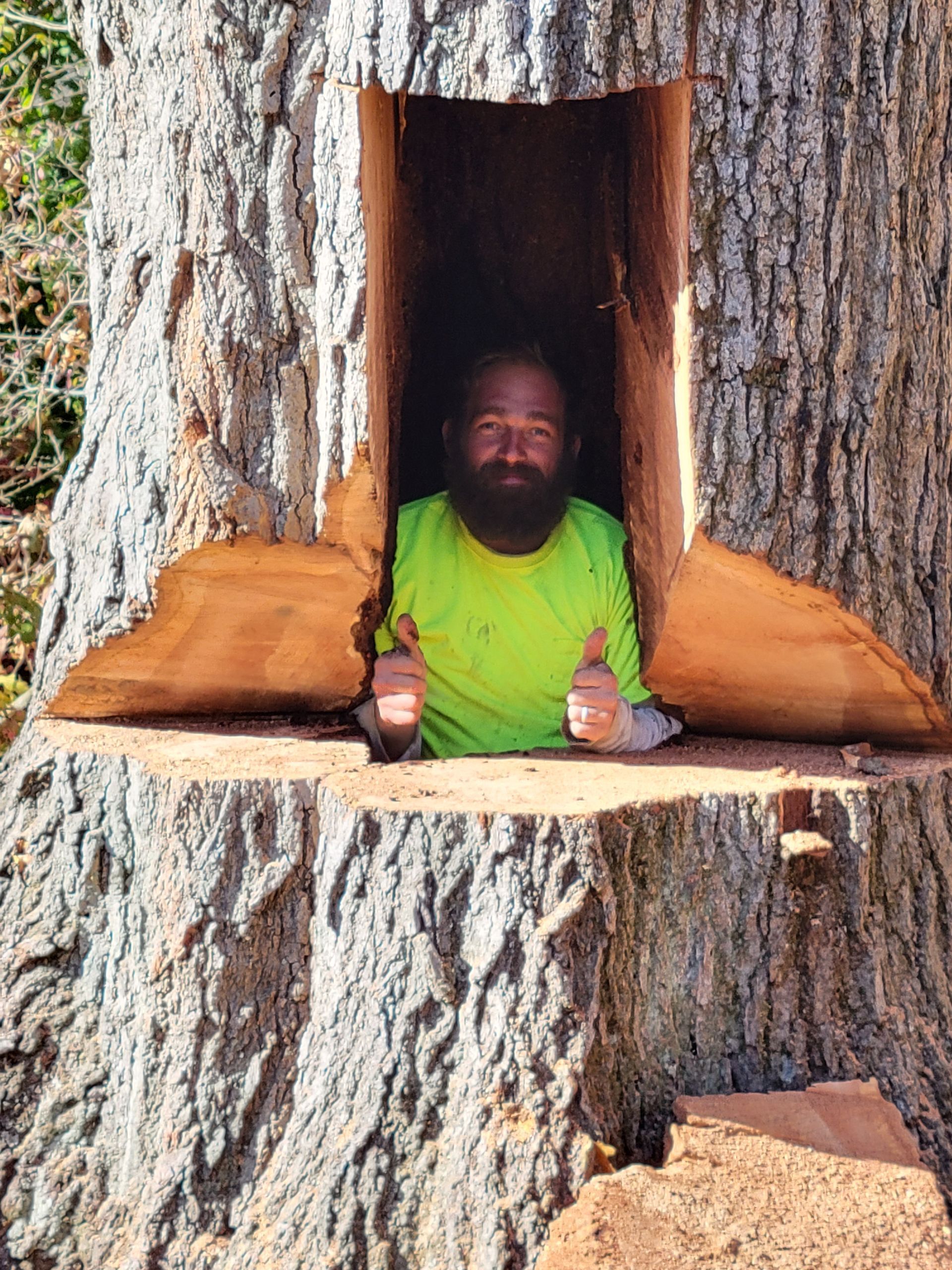 A man with a beard is sitting in a tree stump giving a thumbs up.