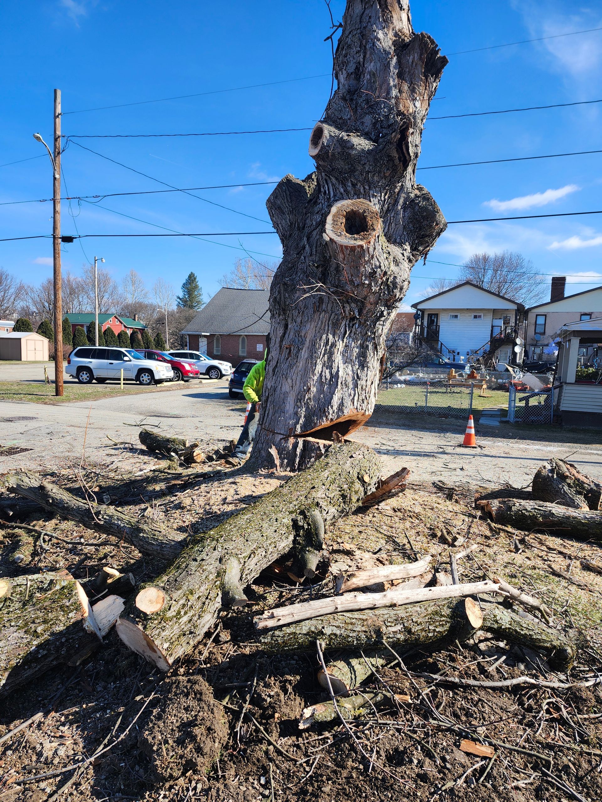 A tree with a hole in the middle of it is being cut down.