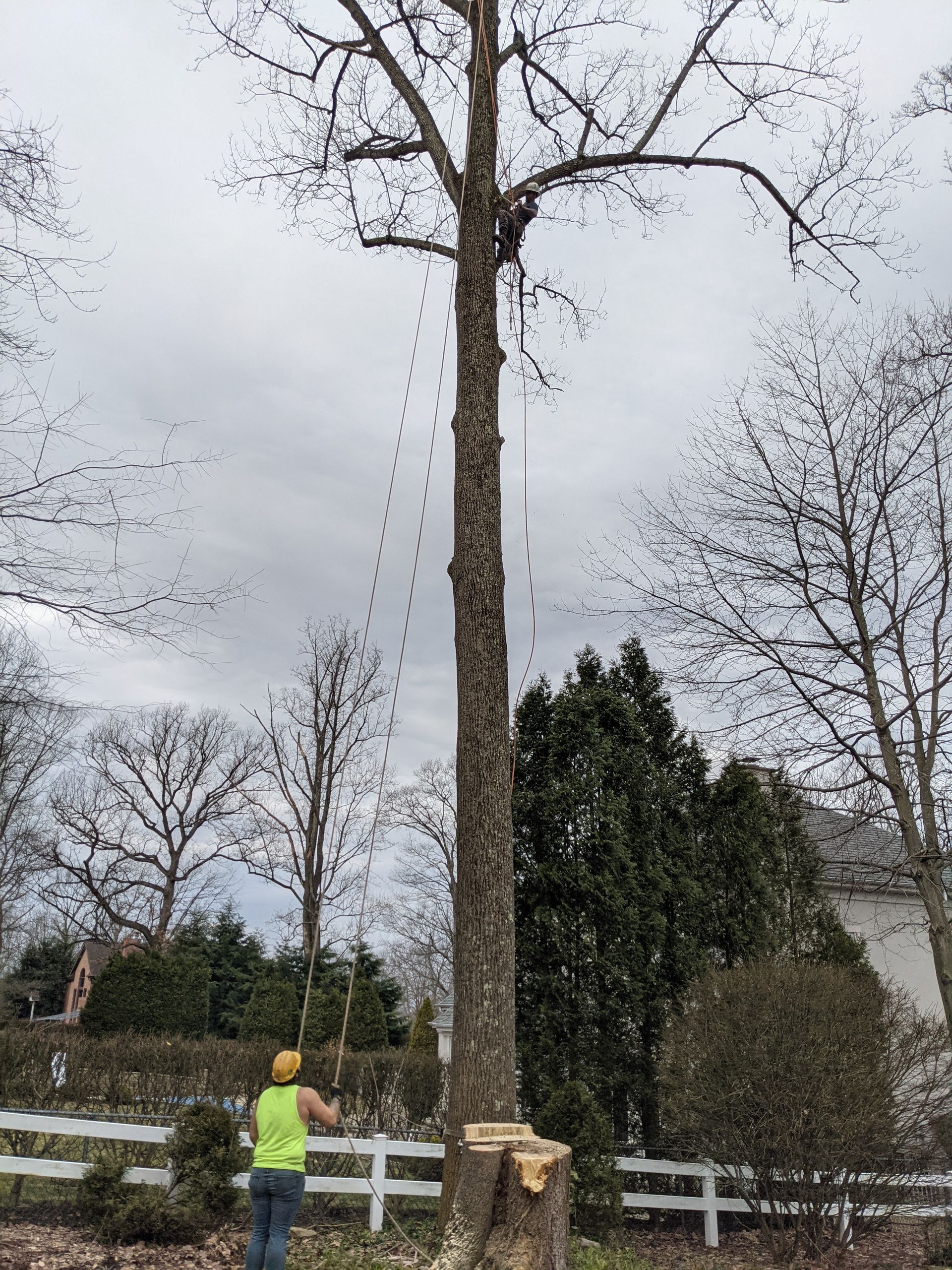 A man is cutting down a tree with a chainsaw.