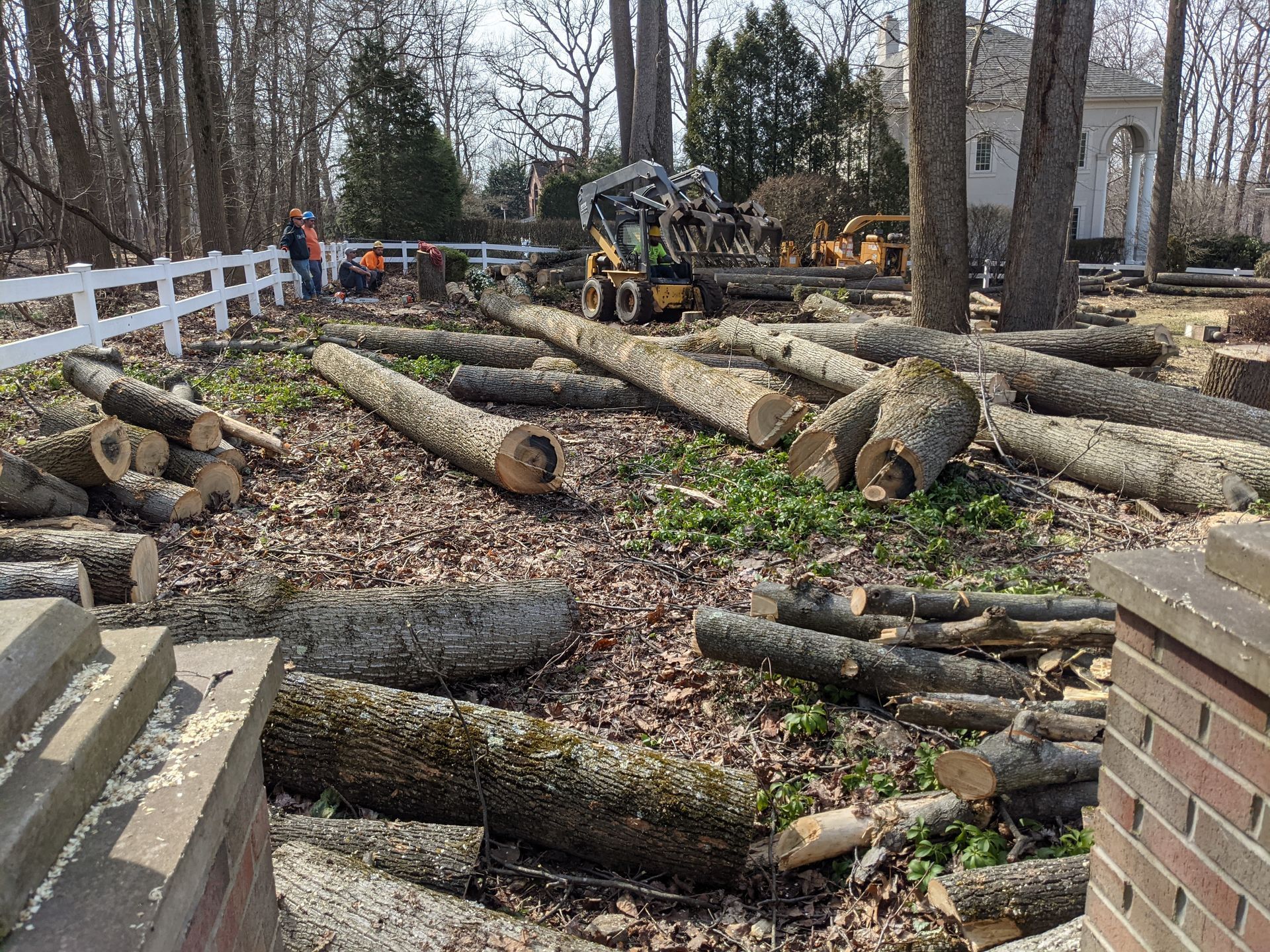 A lot of logs are laying on the ground in a yard.