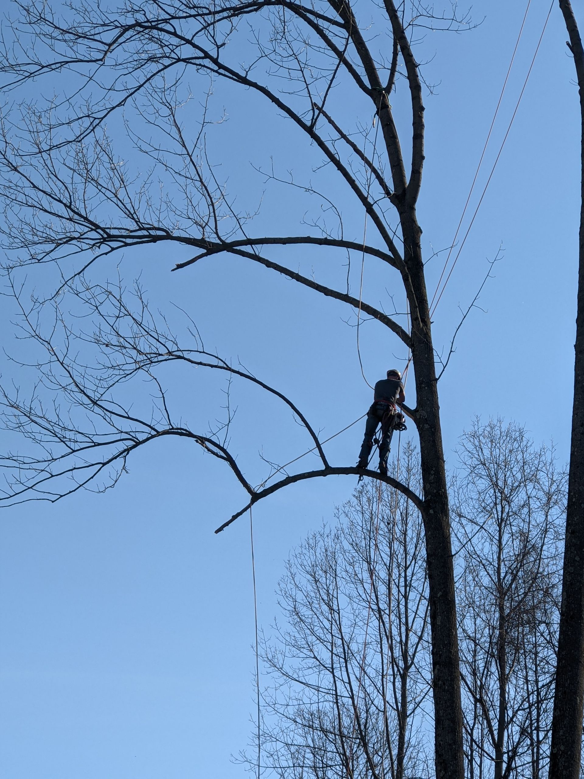 A man is climbing a tree with a blue sky in the background