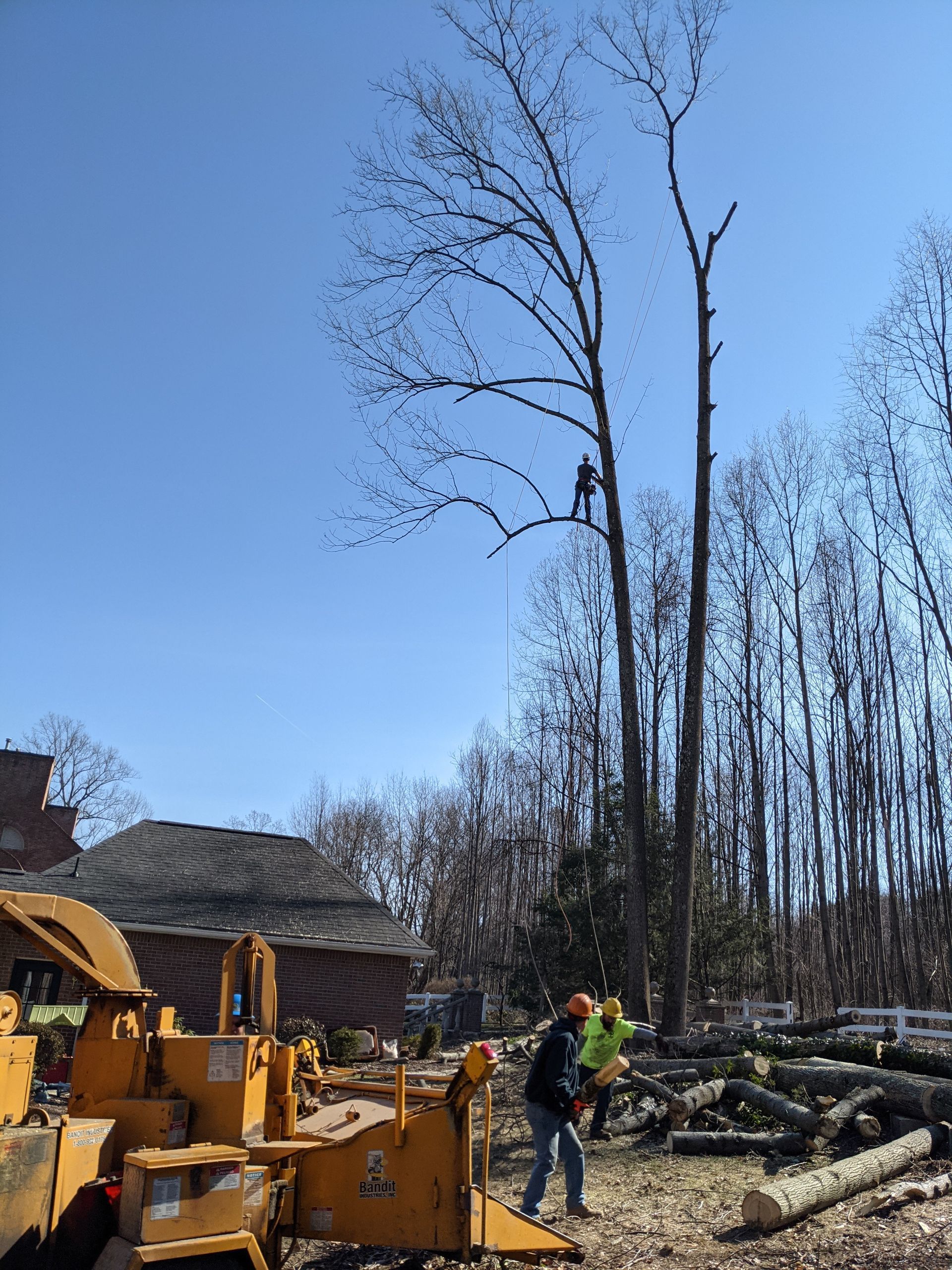 A crane is cutting down a tree in a yard.