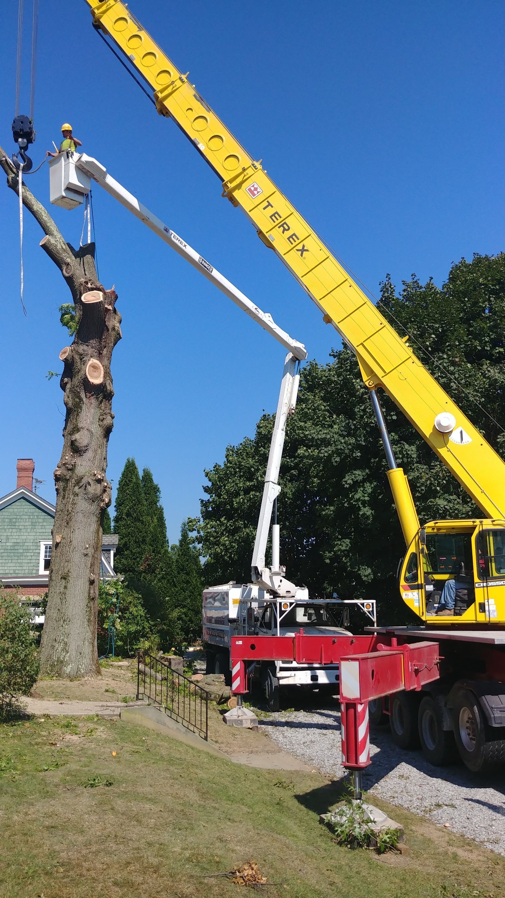 A crane is cutting down a tree in a yard.