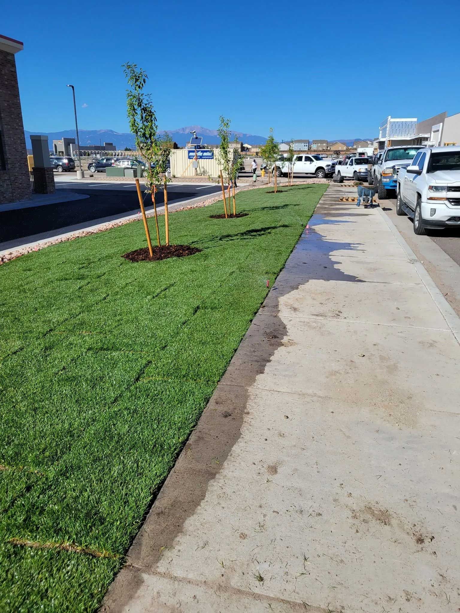 Lush green lawn with saplings along a sidewalk, sunny day. Cars and mountains in the background.
