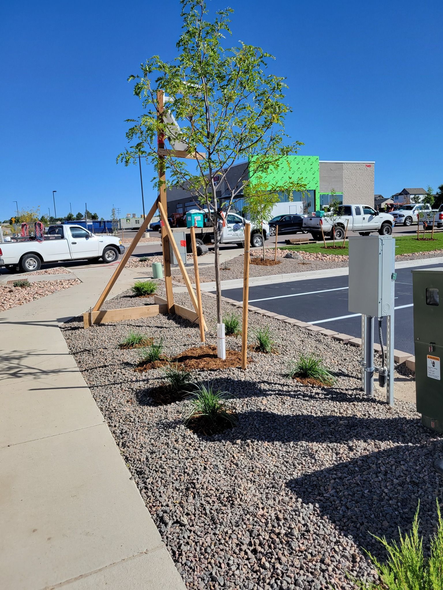 Newly planted tree in a gravel bed, supported by wooden stakes, beside a sidewalk and road.