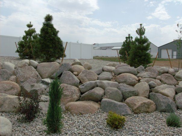 Rock garden with small evergreens and gray gravel in front of a white building.