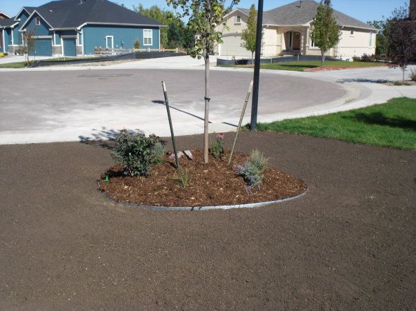 Newly planted tree and shrubs in a landscaped circle, surrounded by fresh soil and a residential street.