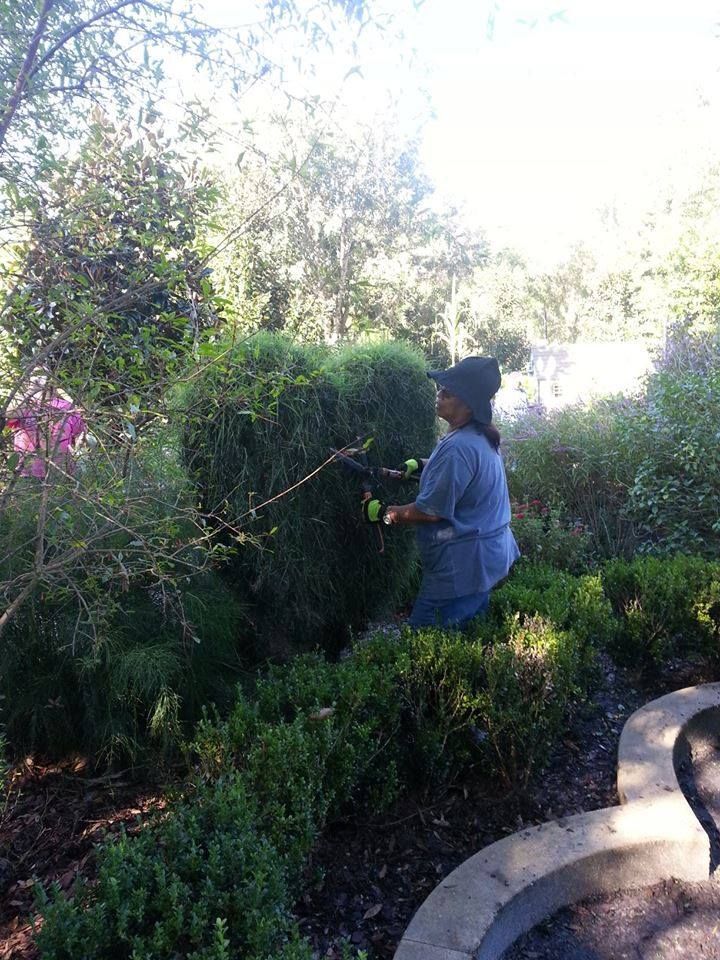 Woman trimming a large, heart-shaped bush in a garden. Green shrubs and a stone border surround her.