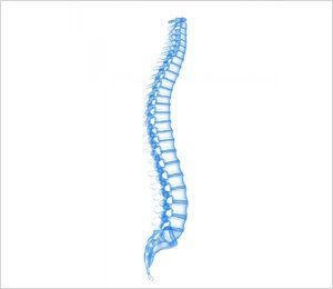 Spinal column 3D model