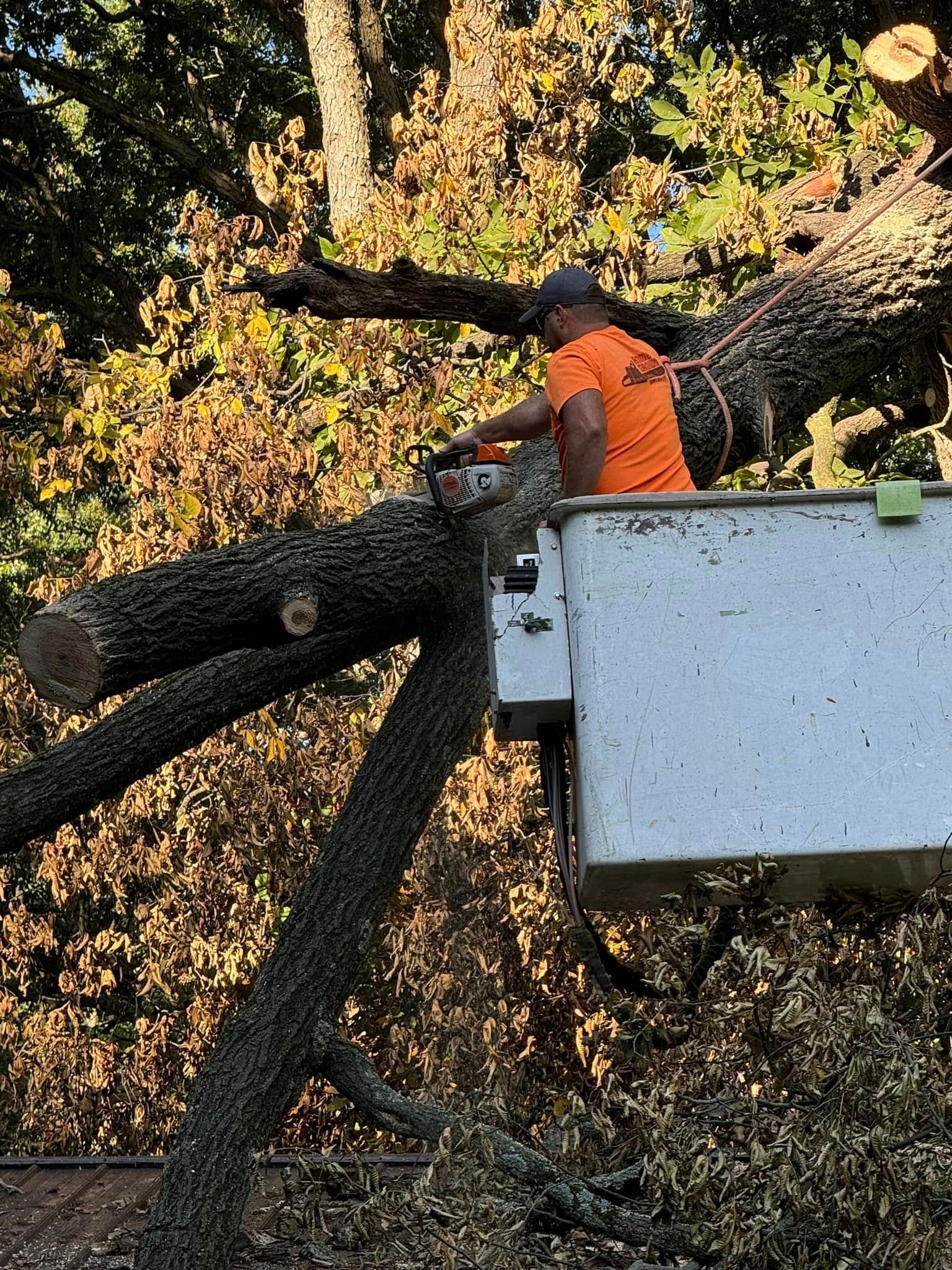 A man is cutting a tree in a bucket truck.