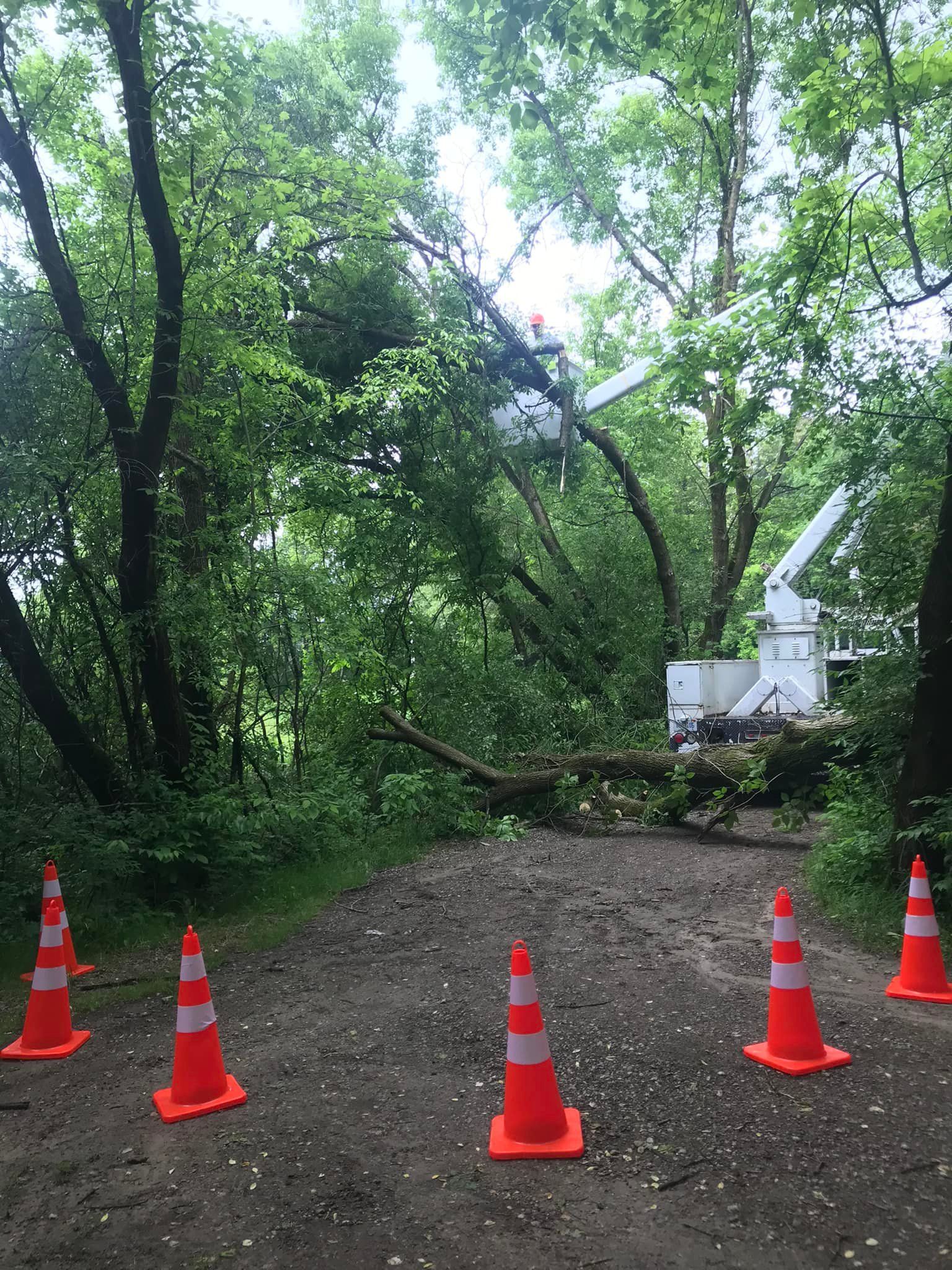 A group of orange traffic cones are sitting on a dirt road next to a fallen tree.