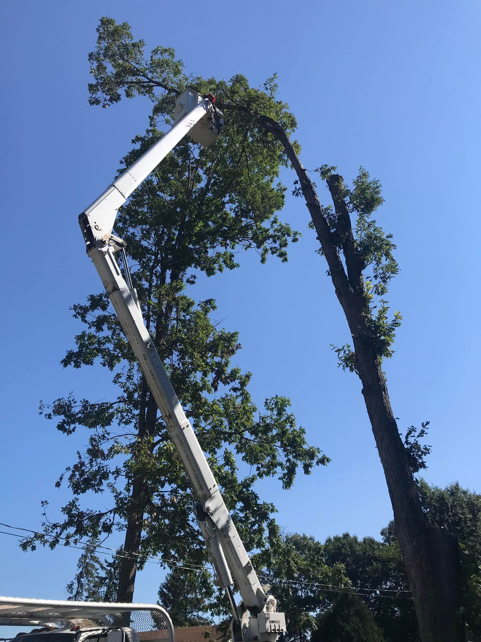 A crane is cutting a tree with a blue sky in the background
