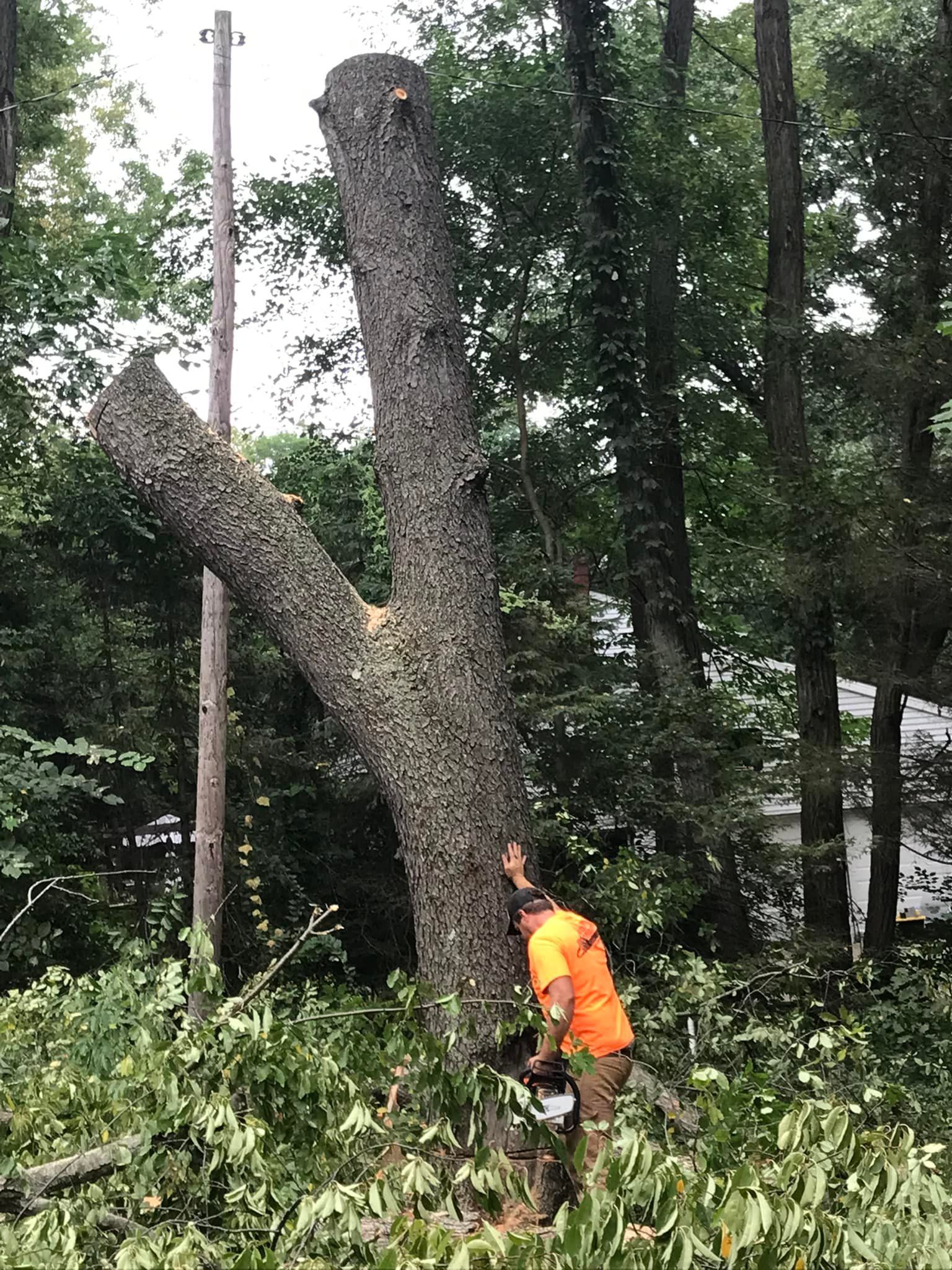 A man is cutting a tree in the woods with a chainsaw.