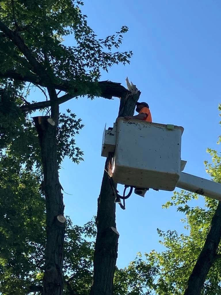 A man in a bucket is cutting a tree