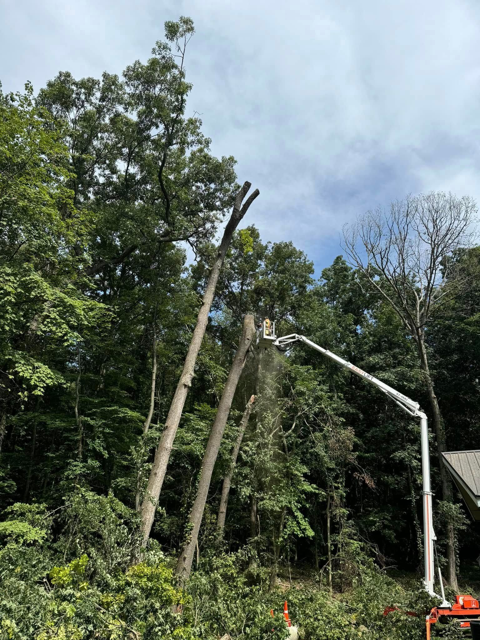 A tree is being cut down by a crane in the woods.