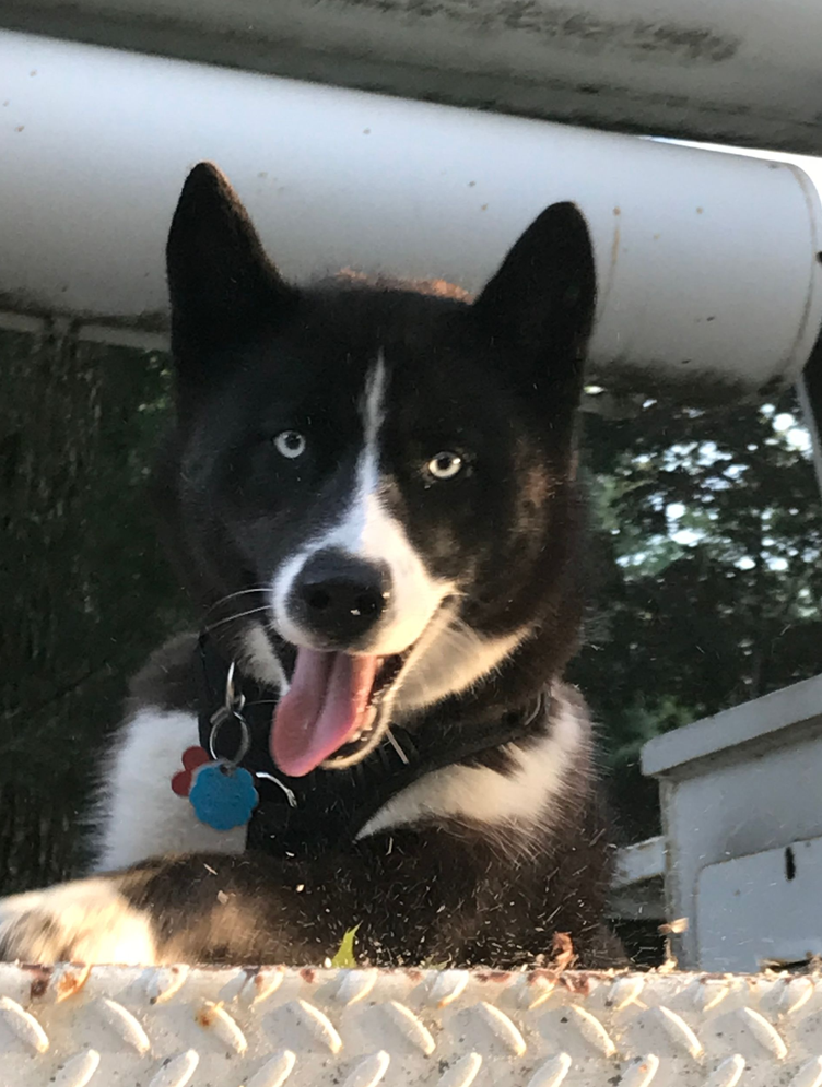 A black and white dog with its tongue hanging out.