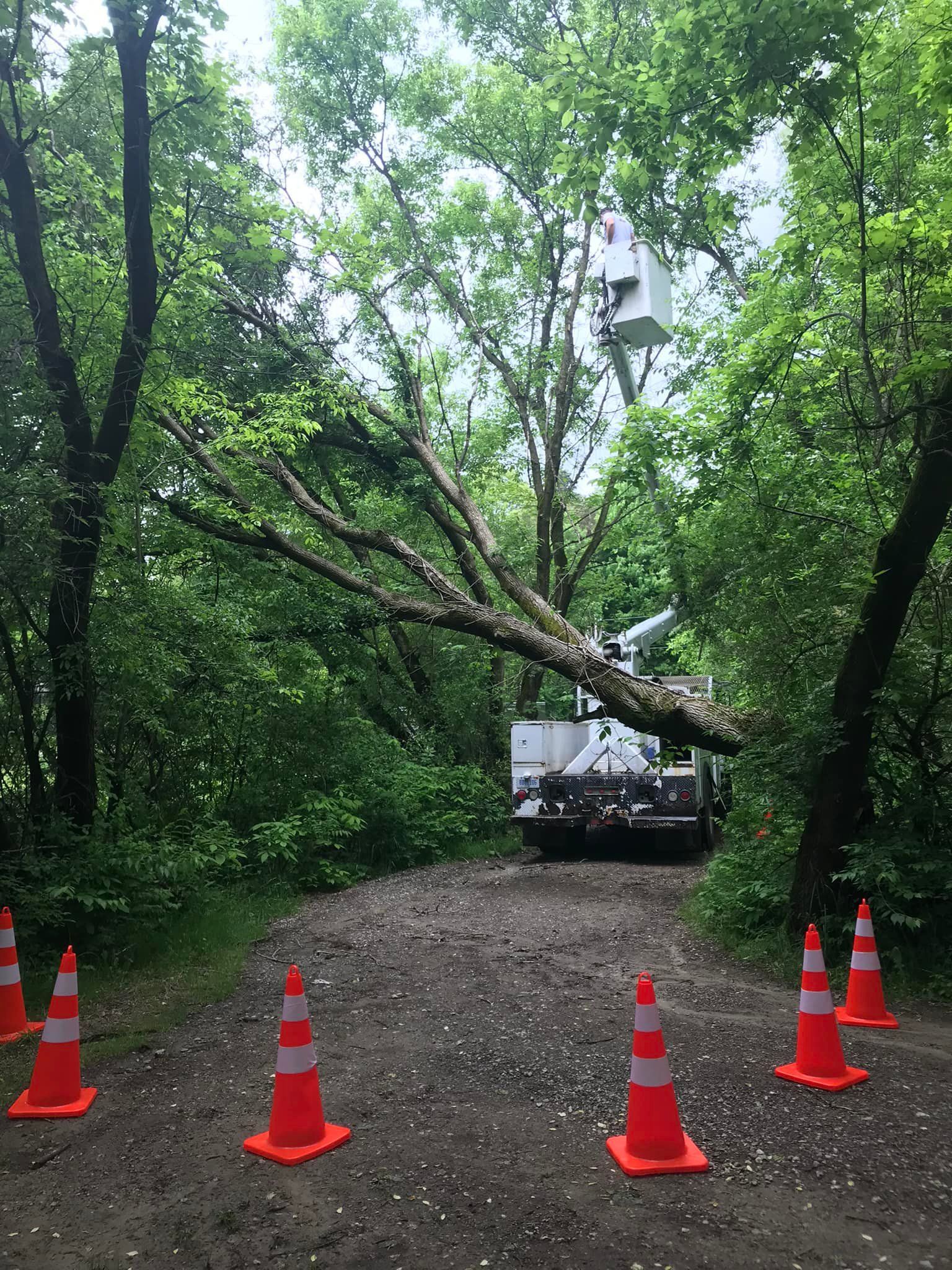 A large tree has fallen on a dirt road.