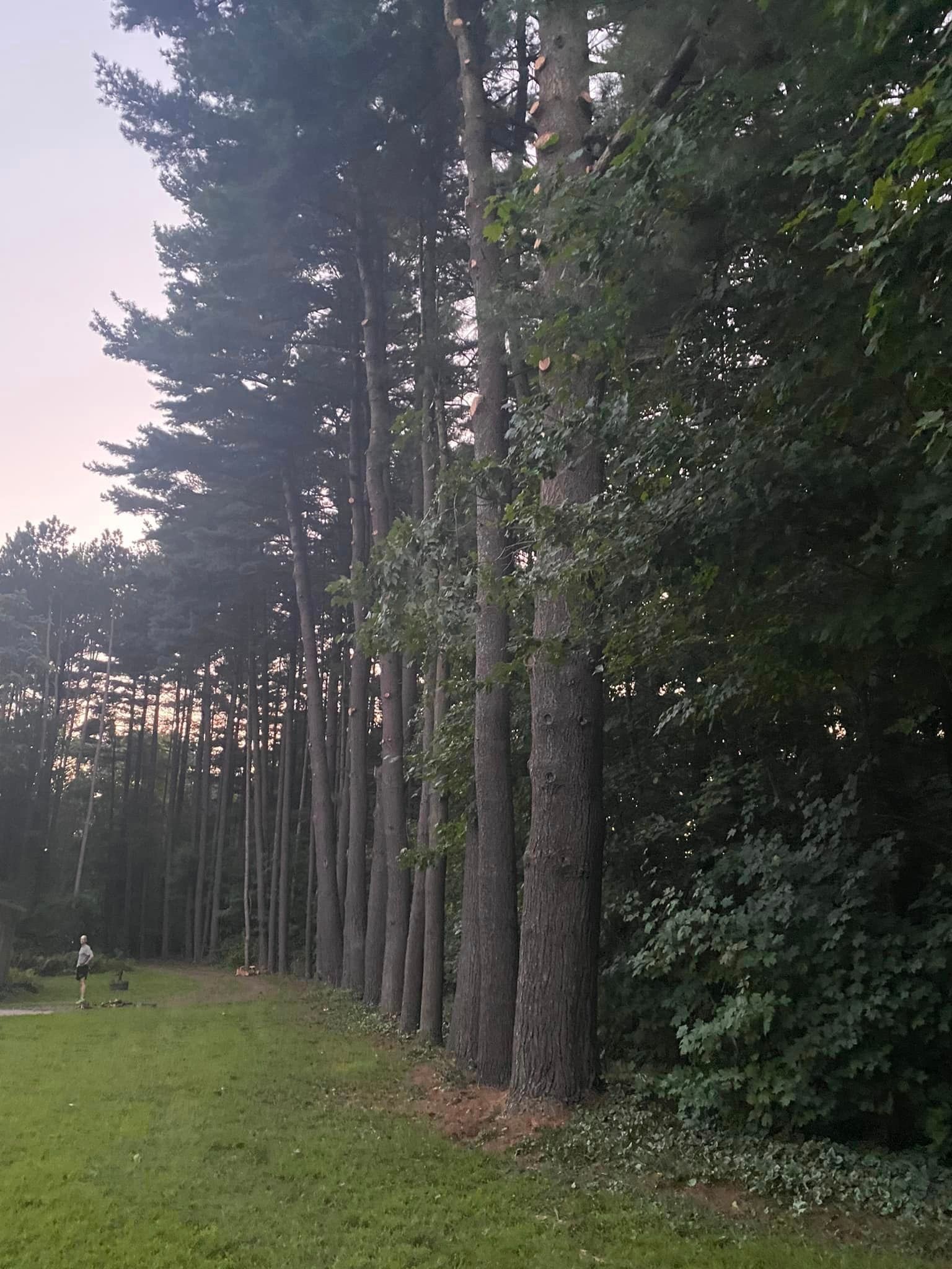 A row of pine trees in a grassy field