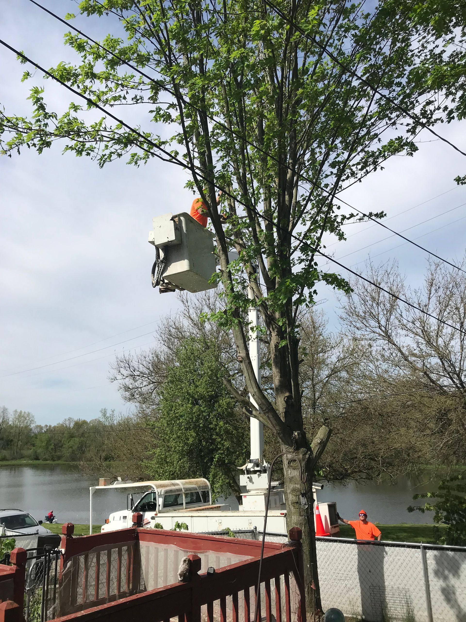 A man in a bucket is cutting a tree.
