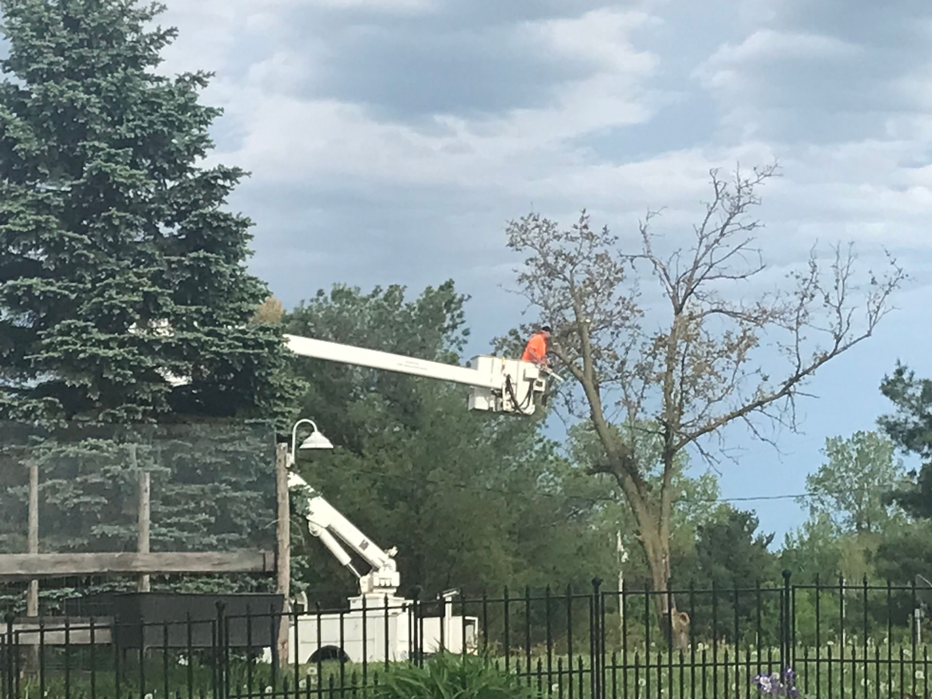 A man is cutting a tree with a crane.