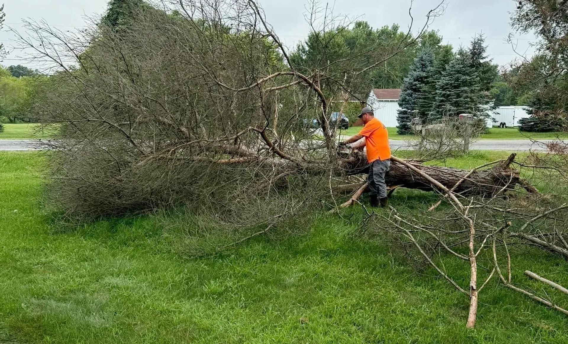 A man is cutting a tree in a yard with a chainsaw.