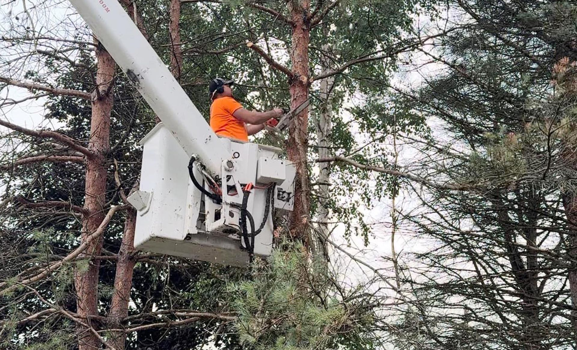A man is cutting a tree in a bucket truck.