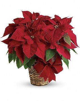 Red poinsettia plant in woven basket, tied with red ribbon.