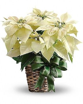 White poinsettias in a woven basket with a green ribbon.