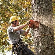 Tree service