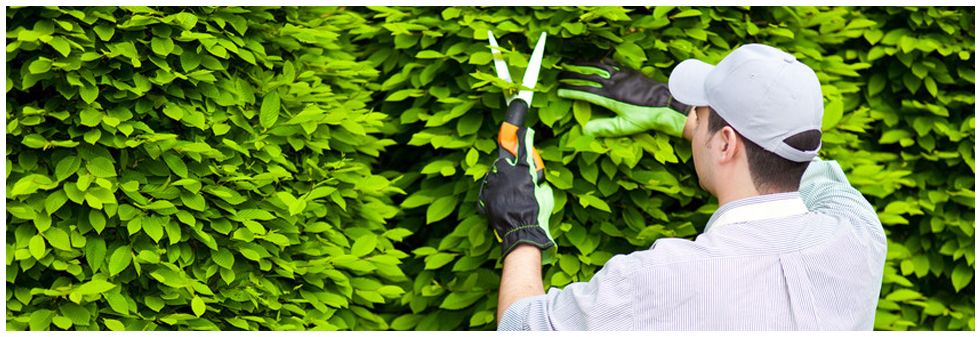 Tree trimming