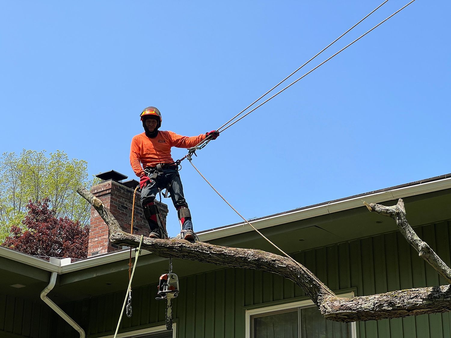 tree removal simsbury ct