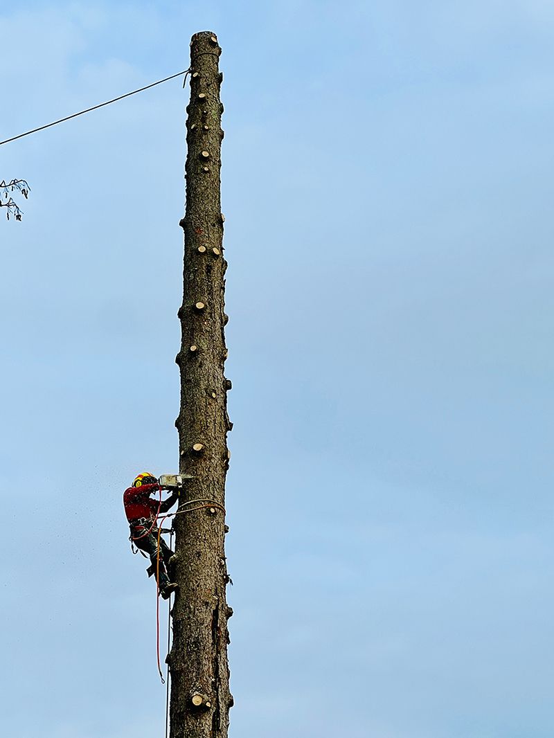 A man is climbing up a very tall tree