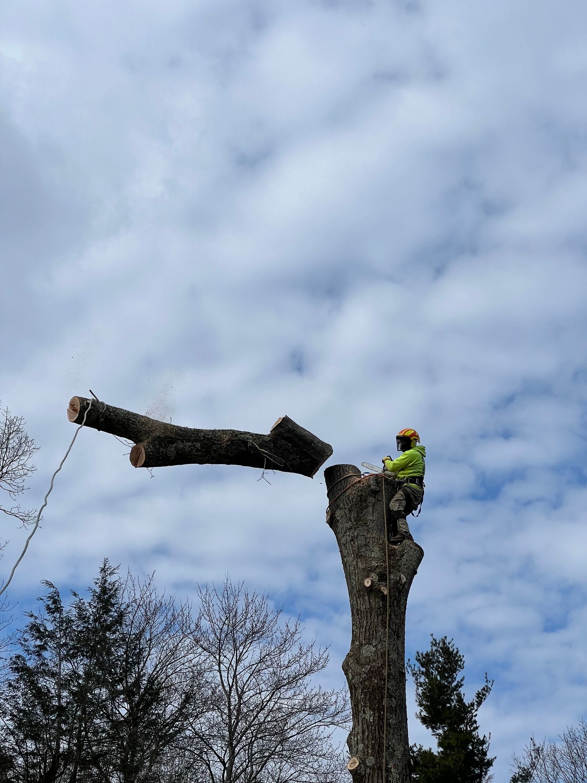 A man is cutting down a tree with a chainsaw.
