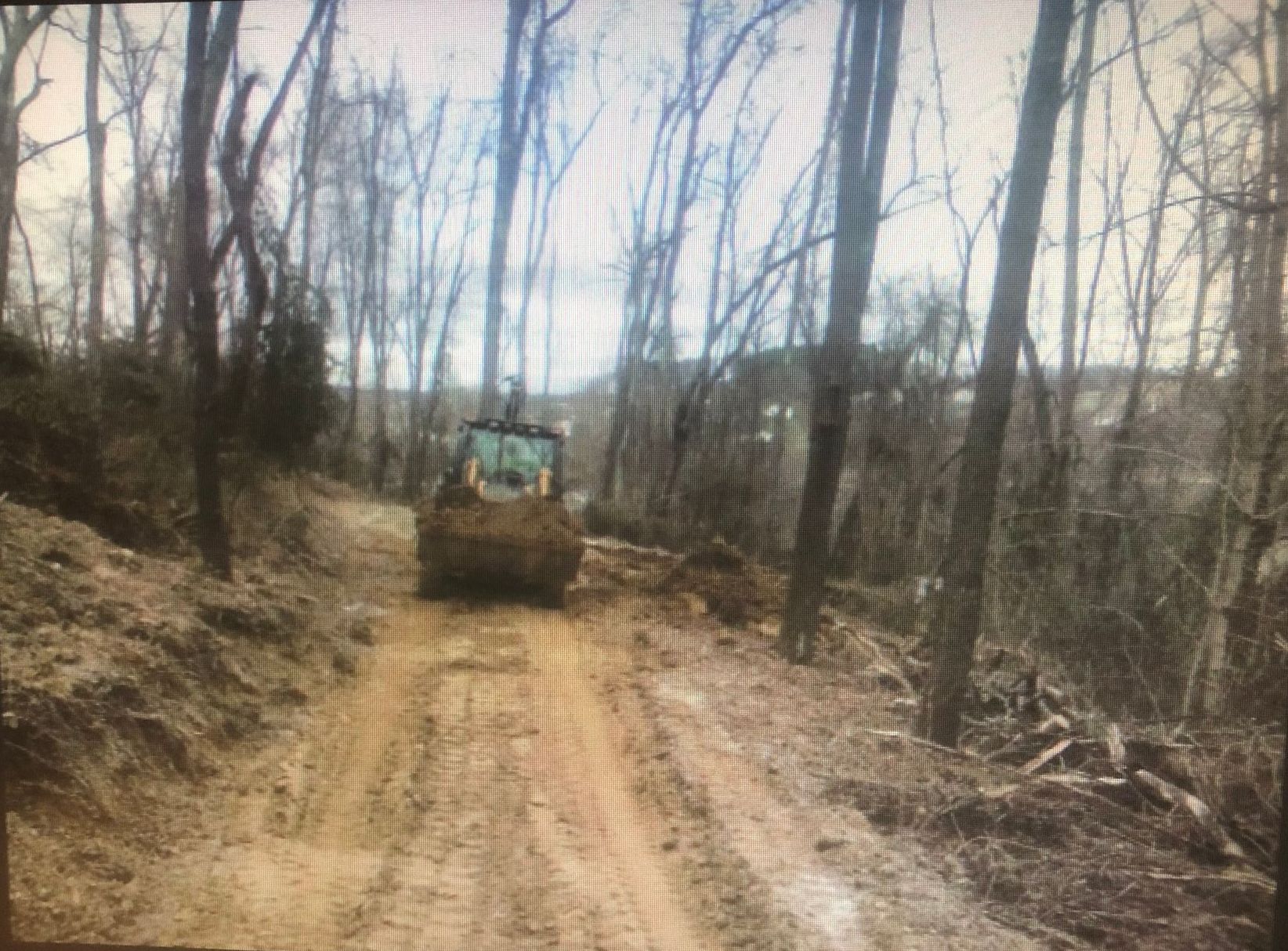 Person cutting a tree