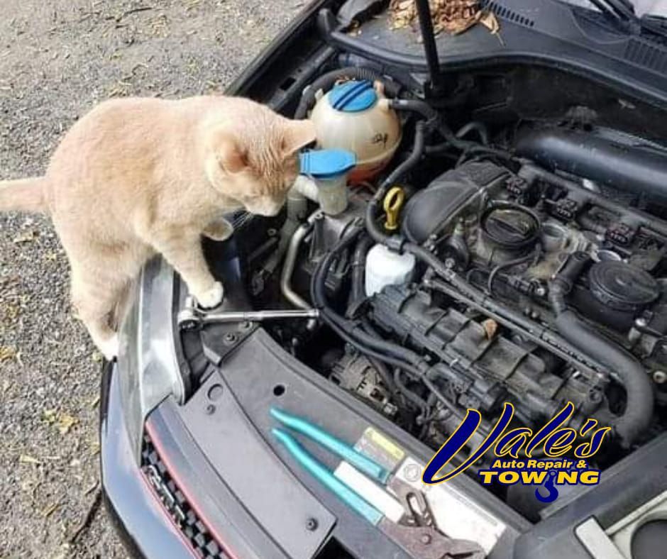 Cat inspecting an open car engine with tools. Tan cat, black car, outdoor setting.