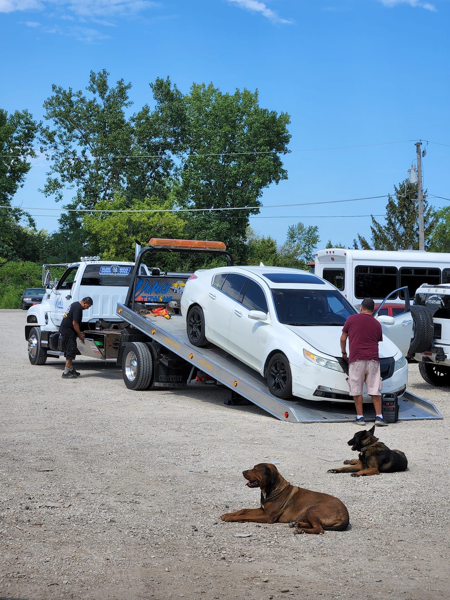 White car being towed onto a flatbed truck on gravel with two dogs resting nearby; two men are present.