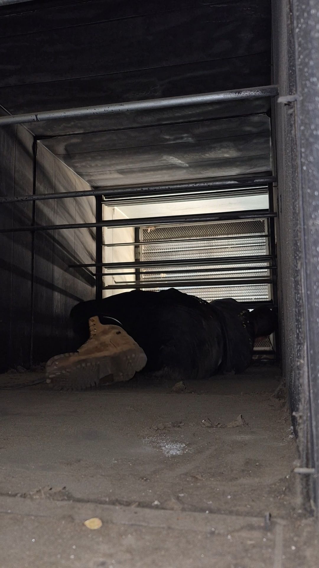 Dark-colored animal in a dimly lit enclosure, possibly a shelter or cage; bars and stone visible.
